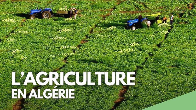 Aïn Defla : pluies bienvenues, impact pour l'agriculture