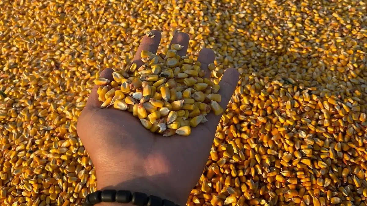 Sahara : nouveau champ de maïs pour l'autonomie algérienne