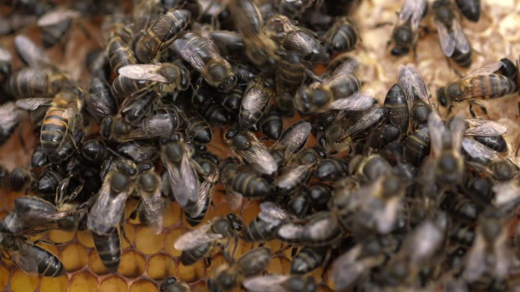 Le miel algérien sacré à Londres avec 2 médailles d’or