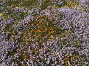 Découvrez l'Algérie sous un printemps verdoyant inédit
