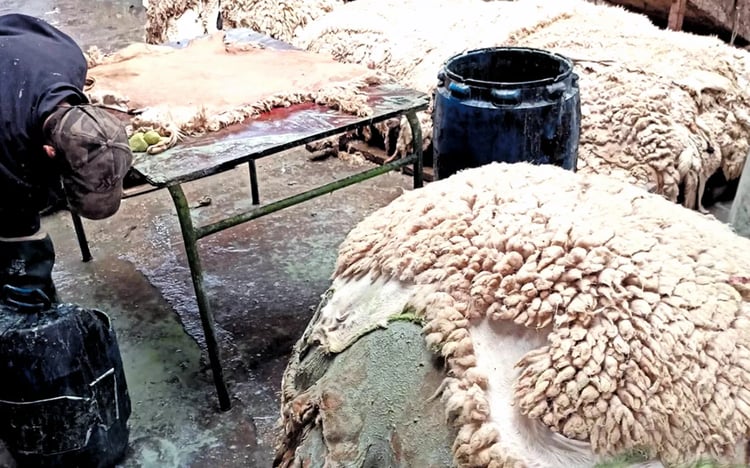 Ces peaux de mouton valent plus que vous pensez