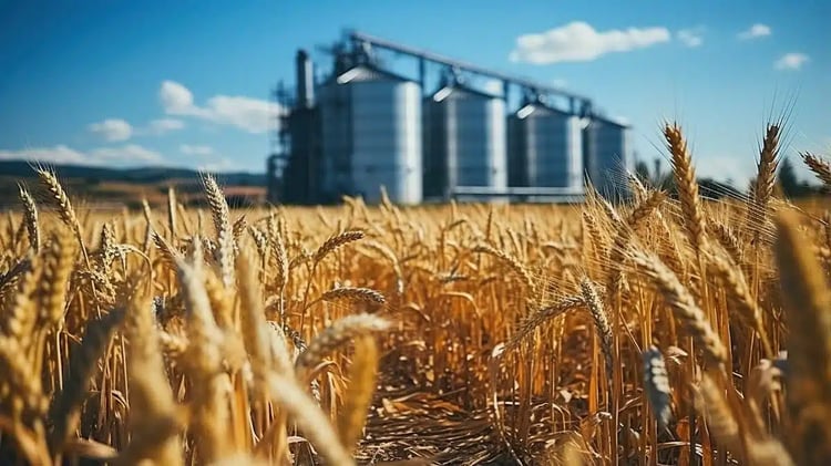 Comment l’Algérie veut doubler ses récoltes de blé ?