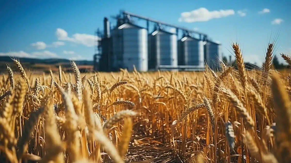 Algérie : l’OAIC lance un appel d’offres pour importer 50.000 tonnes de blé