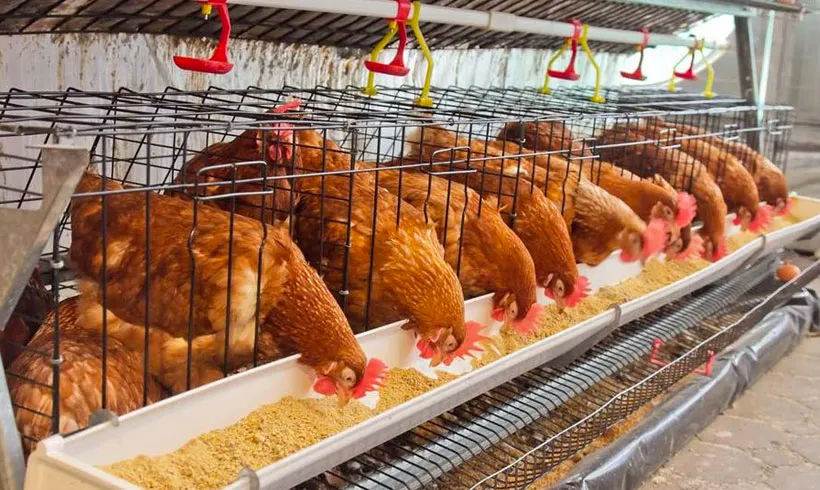 Minoteries en cause : le cri d'alerte d’un aviculteur algérien