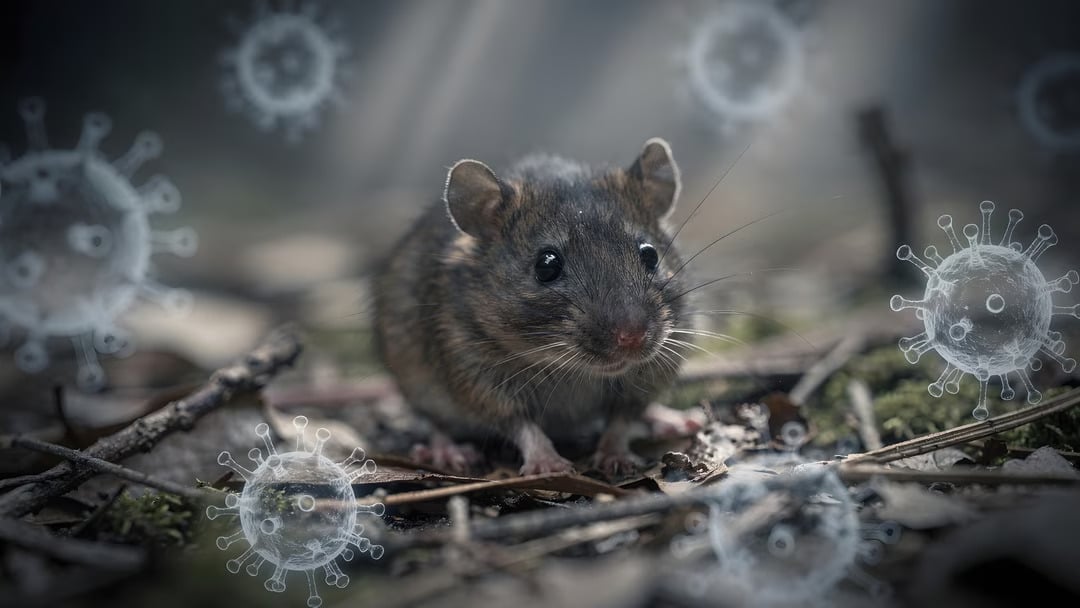 Hantavirus : ce que révèle ce virus transmis par rongeurs