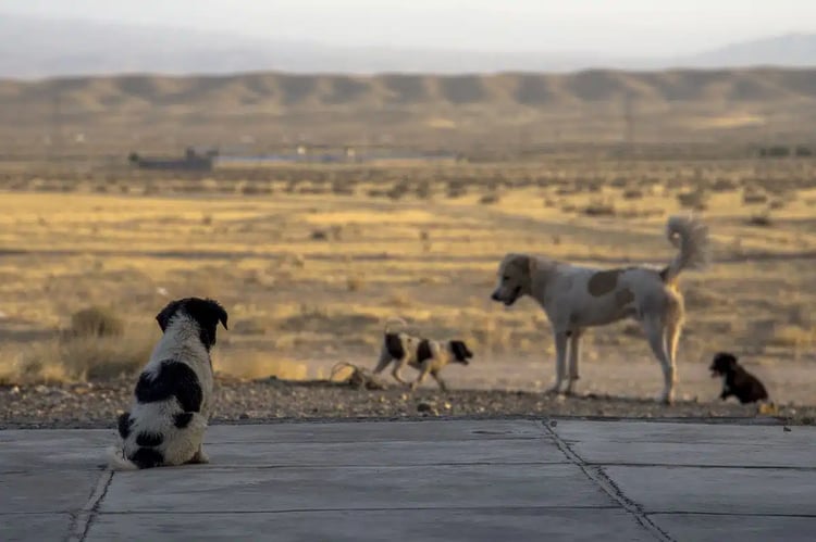 Drame à M’Sila : une fillette tuée par des chiens errants