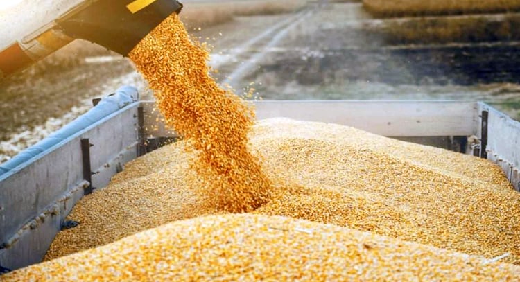 Pourquoi l’Algérie achète 1,15 million de tonnes de maïs