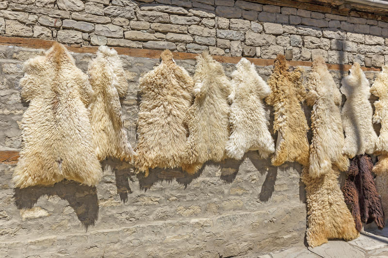 Pourquoi l’État valorise les peaux d’ovins en Algérie ?