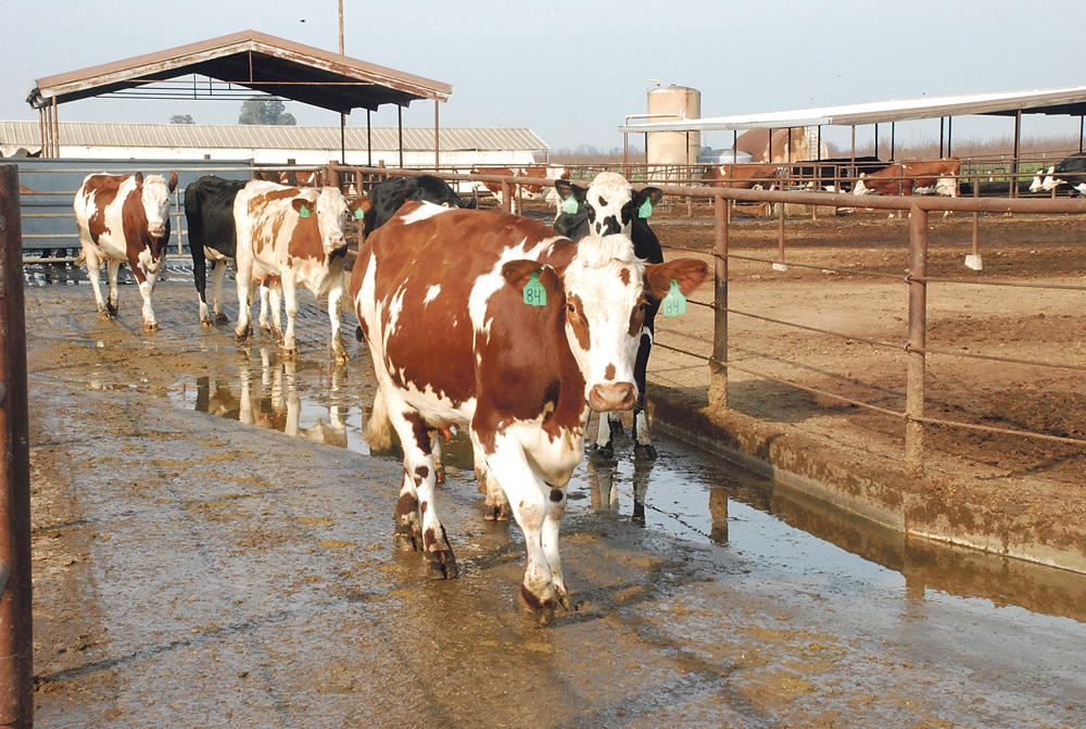 Projet Baldna : la mégaferme algérienne qui fascine l’Amérique