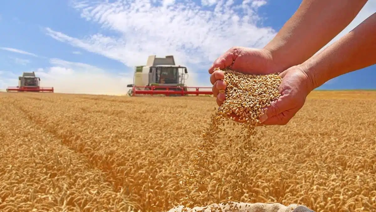 Comment l’Algérie veut doubler ses récoltes de blé ?