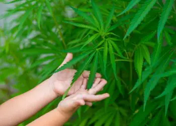 Bébé de 9 mois intoxiqué au cannabis en France : des parents algériens sous le coup d’une expulsion (OQTF)