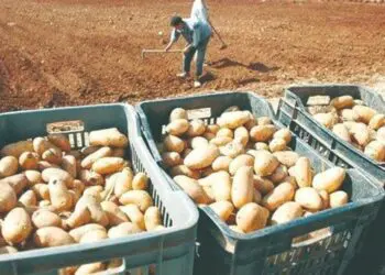 Algérie : le gouvernement agit face à la flambée des prix de trois produits essentiels