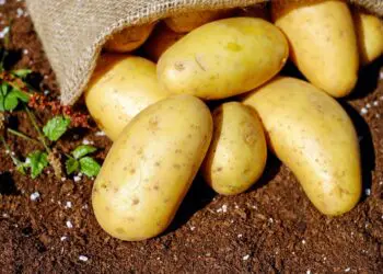 Vérité sur les pommes algériennes : découvrez les raisons cachées derrière la flambée des prix