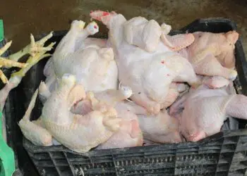 137 kg de viande de poulet avariée saisis : ce que cachait la cargaison