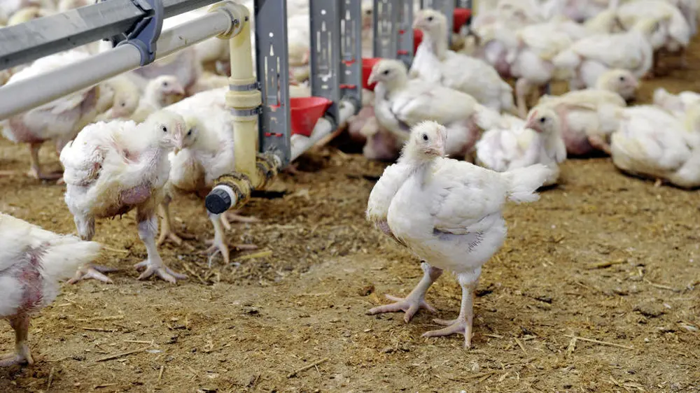 Pourquoi le prix du poulet chute en Algérie inquiète-t-il ?
