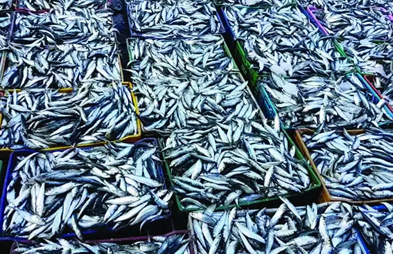 Sardine à 1800 dinars le kilo en Algérie : faut-il s’en inquiéter ?