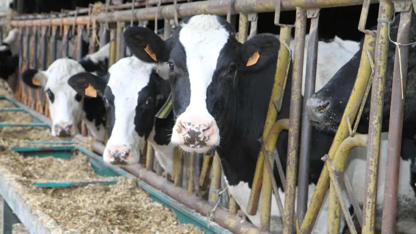Algérie : la plus grande ferme au monde boostée par l’innovation technologique allemande 2 Algérie : la plus grande ferme au monde boostée par l’innovation technologique allemande