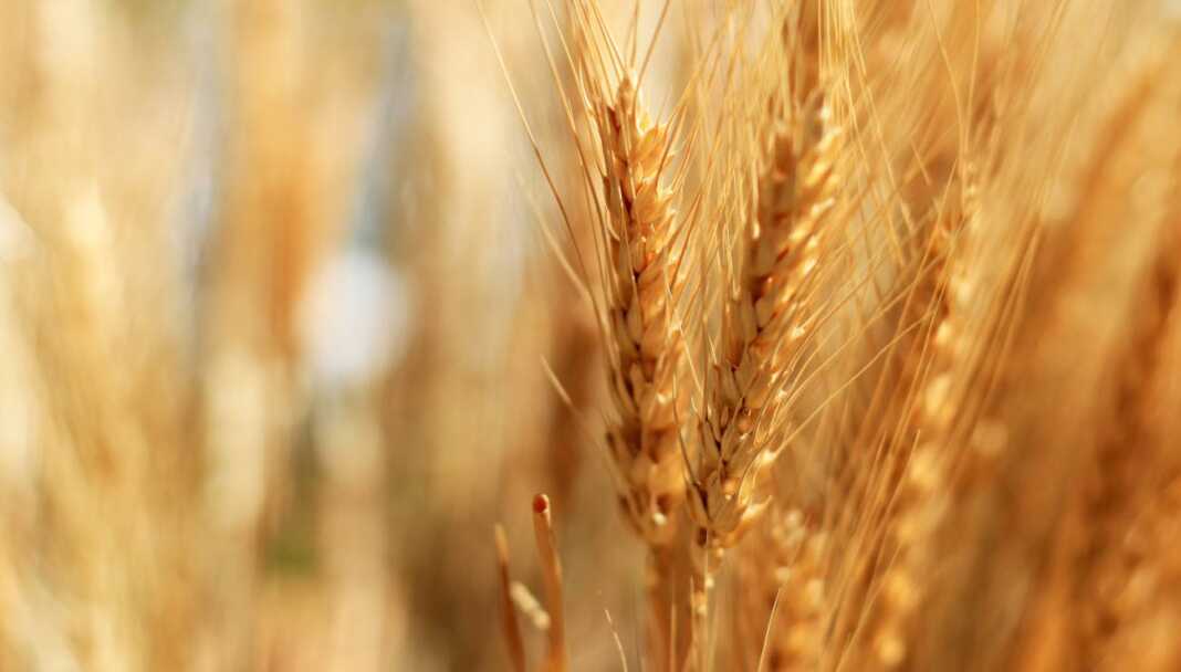 Champ de blé doré prêt à la récolte en Algérie.