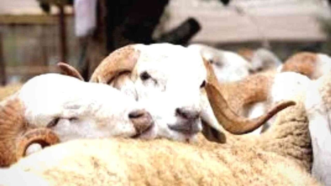 Aïd el-Kébir 2024 en Algérie : Alviar répond sur l’importation du mouton de Roumanie Moutons pour l'Aïd El Adha en Algérie, vente à 5.000 dinars.