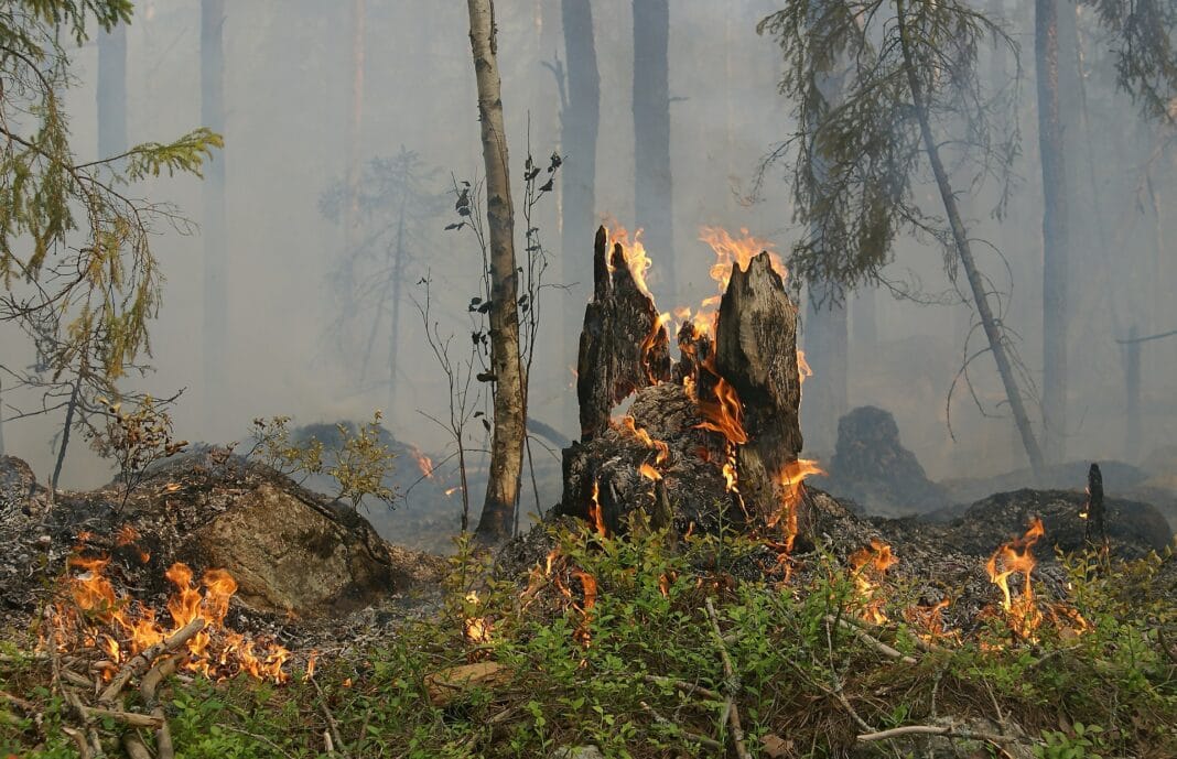 Les forêts de la commune de Tamza, ravagées par les flammes Feu de forêt à Tamza avec arbres en flammes et fumée dense.