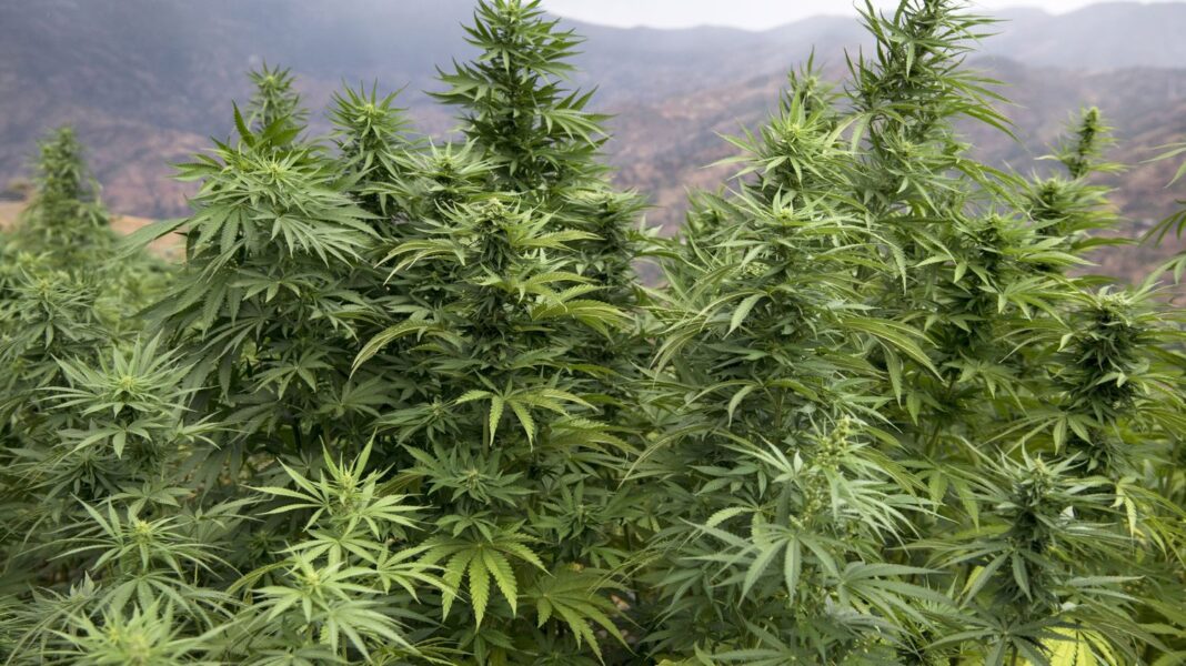 Culture de cannabis en plein air Plantes de cannabis en croissance dans un champ en plein air.