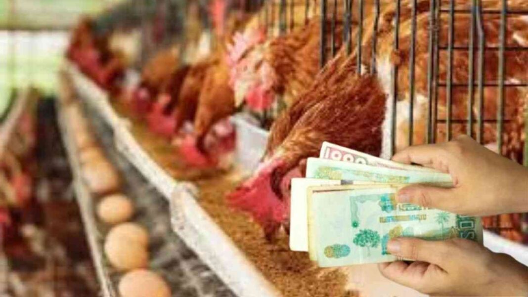 Ramadan 2022 : les Prix du poulet et de la banane battent les records d’inflation Vente d'animaux de ferme, poulets et volailles en cage.