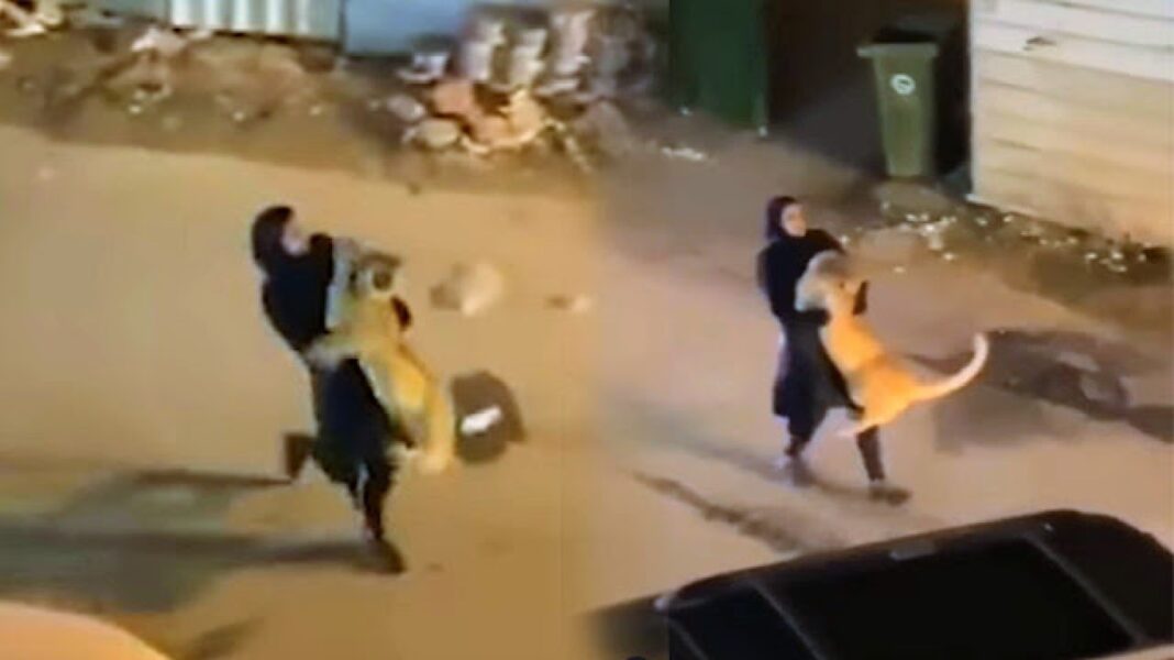 Une vidéo qui fait l’événement…Une fille attrape un lion fugitif et le porte dans ses bras au Koweït Fille portant un lion dans ses bras dans une rue au Koweït.