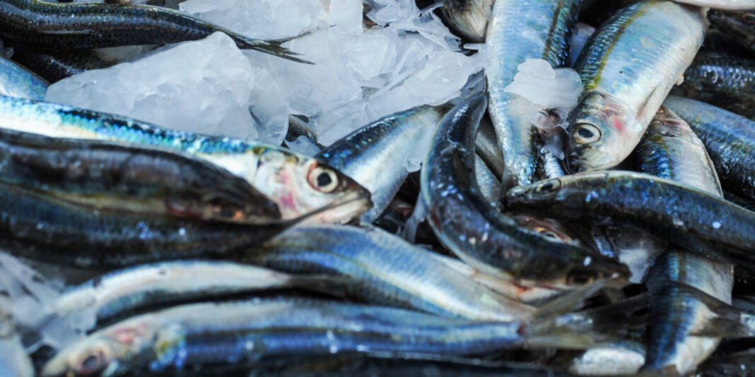 Les prix choquants du poisson en Algérie Poissons frais sur un marché algérien, prix élevés.