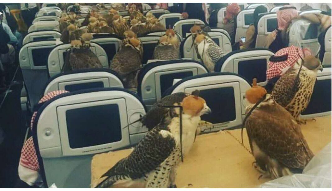 Faucons à bord d'un avion Faucons dans un avion, assis devant des écrans de divertissement.