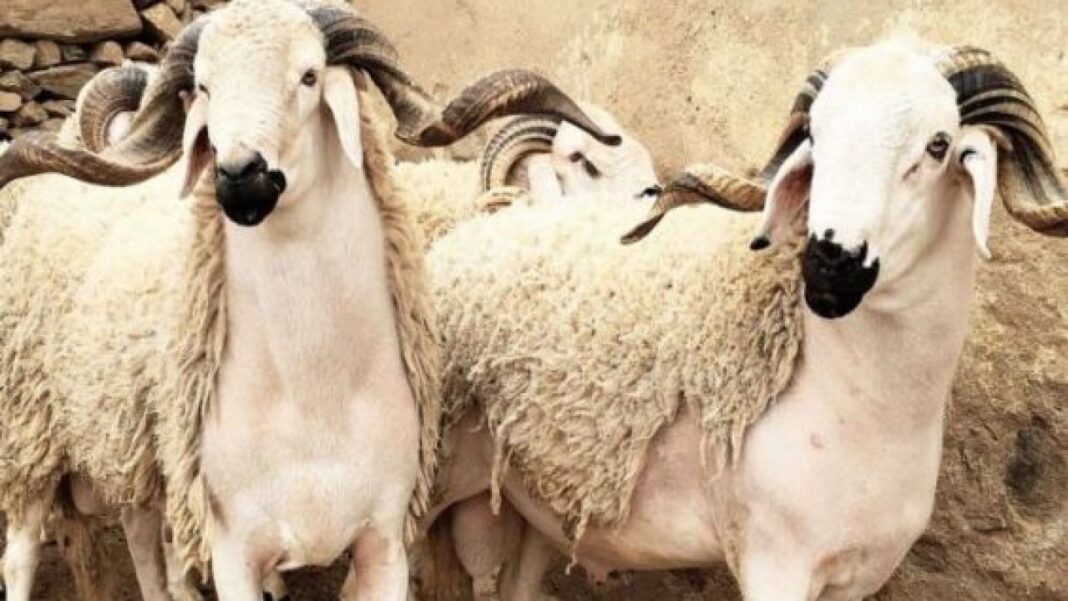 Aïd El Adha : Comment éviter l’intoxication alimentaire Brebis et chèvres prêtes pour l'Aïd al-Adha en France.