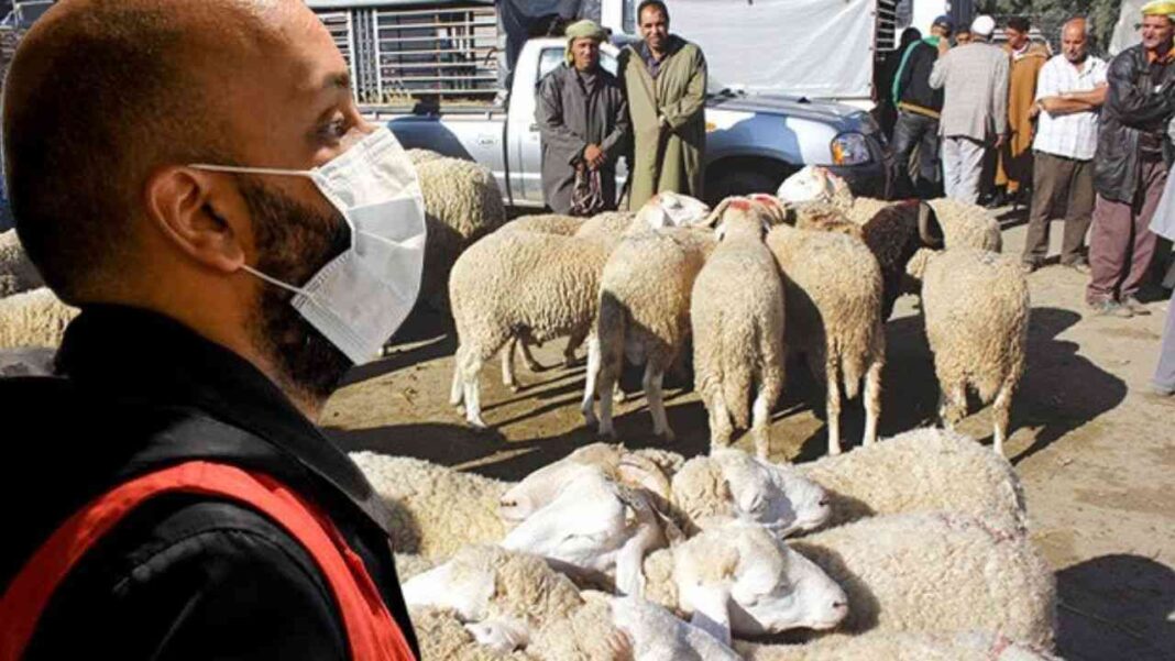 Aïd El Adha 2022 Algérie : Acheté à 2 millions et demi les moutons sont revendus à 6 millions Moutons de l'Aïd El Adha en Algérie, marché traditionnel.