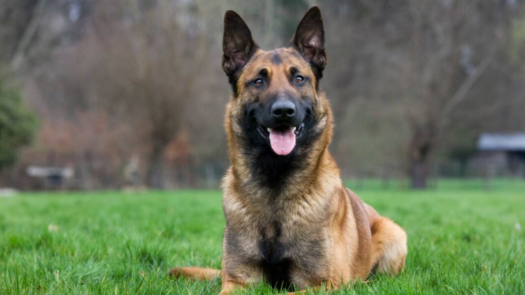Promener ces races de chiens est interdite à… Chien de berger assis dans un parc vert avec arbres en arrière-plan.