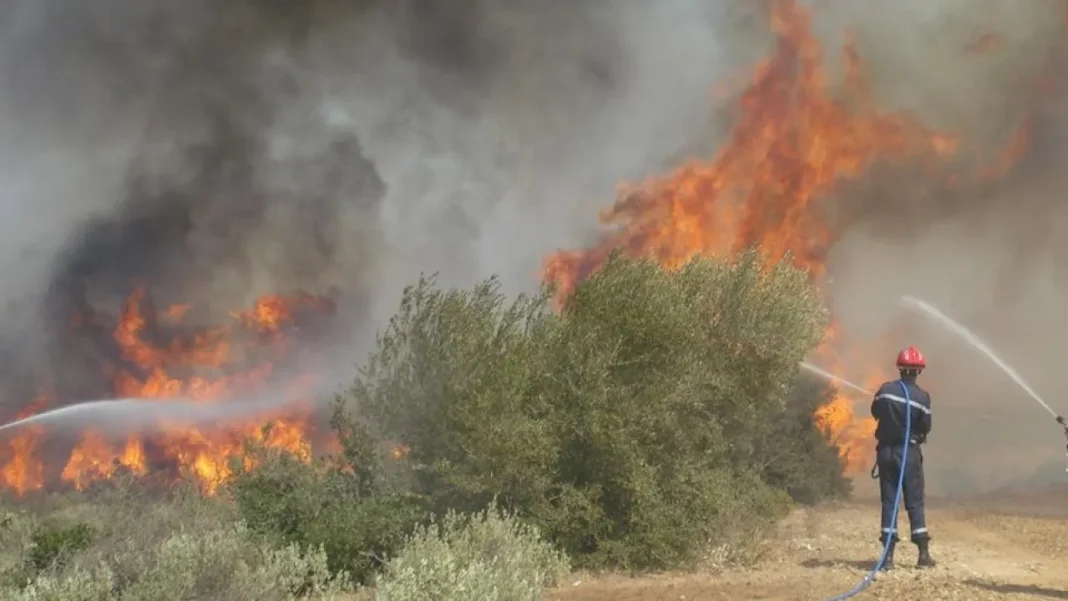 Sétif feux de forêt: le bilan s’alourdit Pompiers combattant un feu de forêt à Sétif, Algérie.