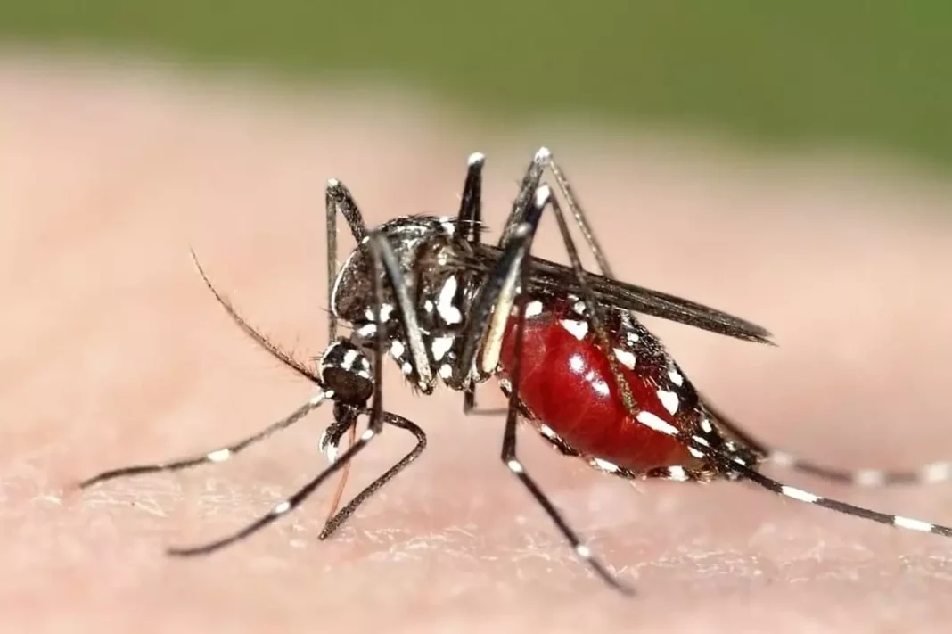 Le moustique tigre envahit le nord de l’Algérie Moustique tigre avec sa piqûre rouge sur la peau humaine.