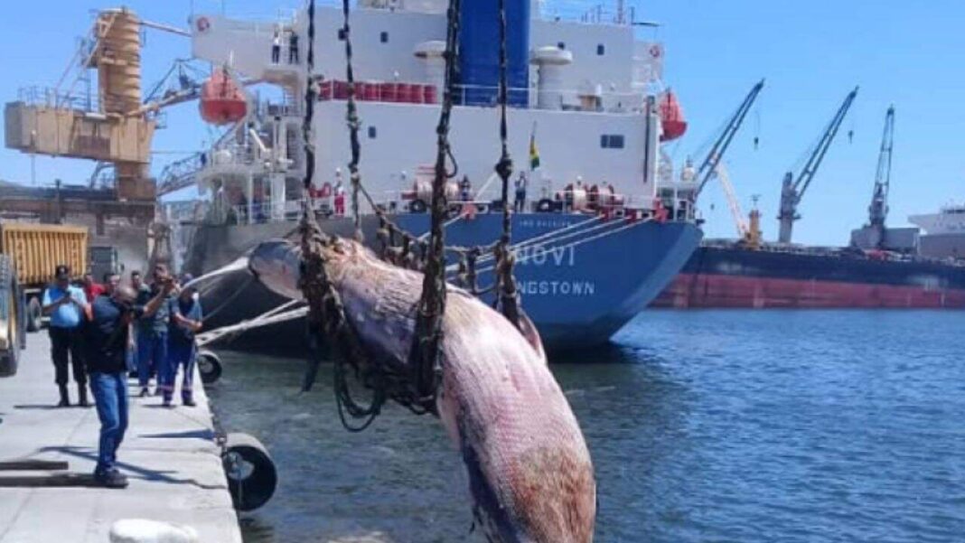 Béjaïa: Une baleine morte récupérée dans le bassin Baleine échouée récupérée dans le port de Béjaïa.