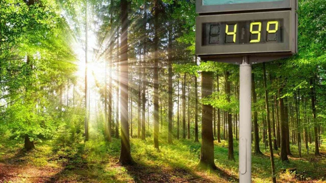 Juillet: Mois chaud et très ensoleillé, suivie de quelques pluies orageuses selon Météo Algérie Thermomètre affichant 41,9°C dans une forêt ensoleillée.