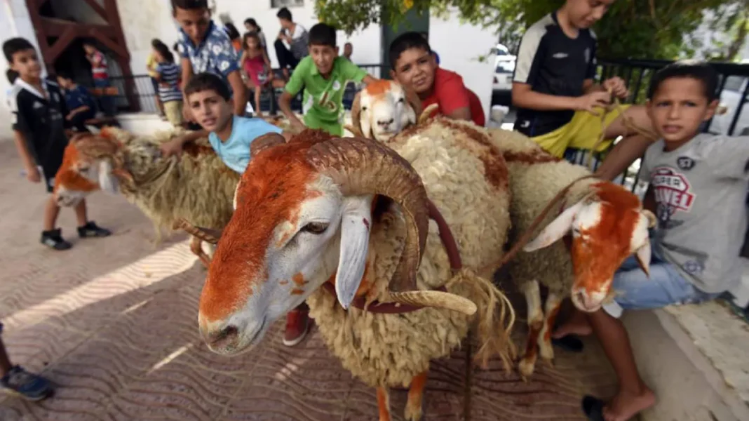 Les familles algériennes reçoivent l’Aïd bélier avec du henné Enfants et moutons lors de la célébration de l'Aïd en Algérie.