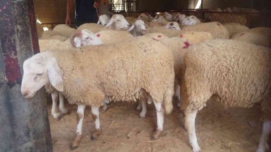 Une Association française dépose plainte pour « maltraitance des moutons » et d’« abattage illégal » Moutons dans un abattoir, victimes de maltraitance et d'abattage illégal.