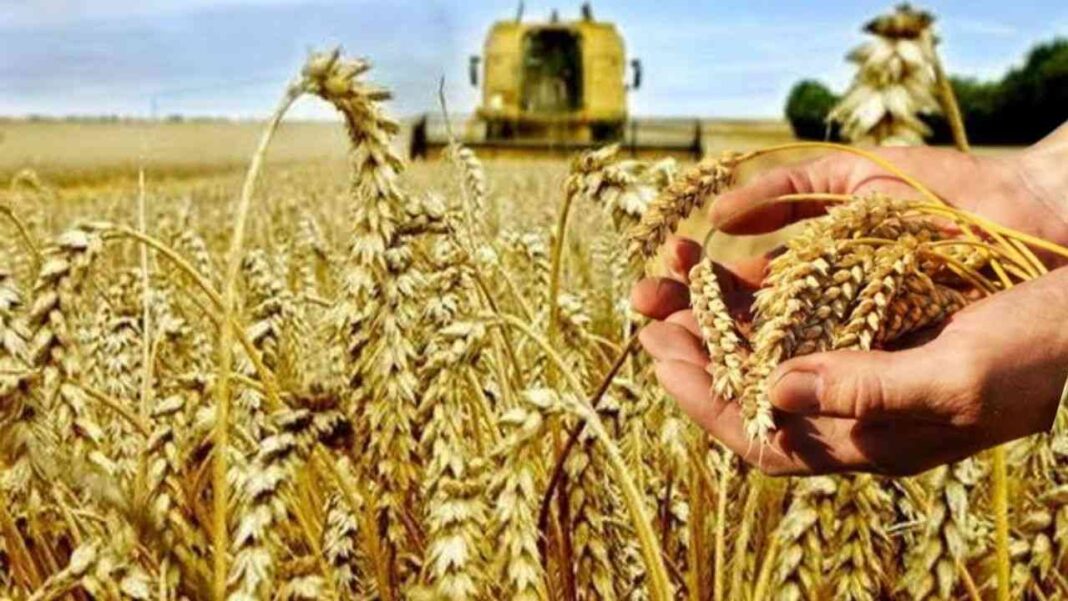Récolte de blé en Algérie Main tenant des épis de blé mûrs dans un champ agricole.