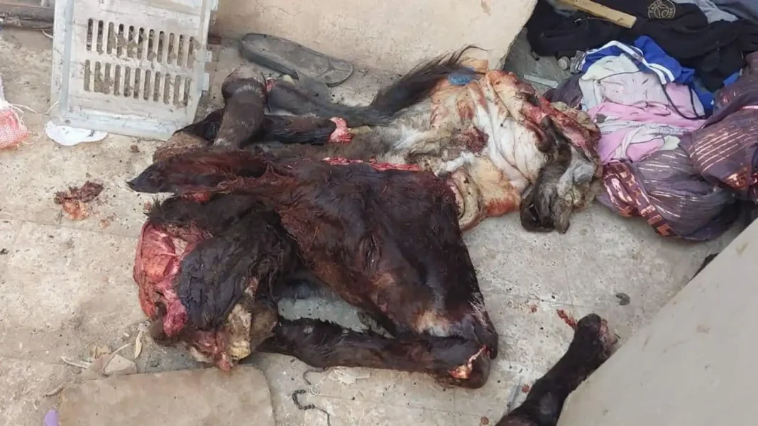 En images… Découverte des restes de viande d’âne destinée à la commercialisation à Oran Restes de viande d'âne destinés à la commercialisation à Oran.