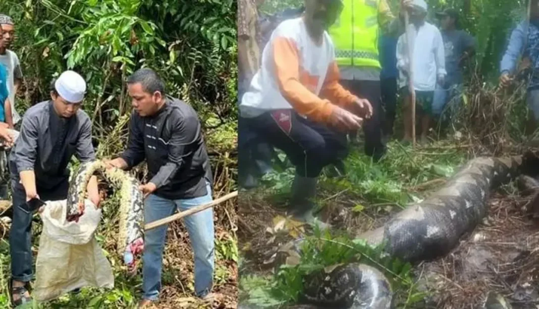 Incroyable : Serpent géant dévorant une femme en… Serpent géant trouvé dans la forêt, entouré de personnes.