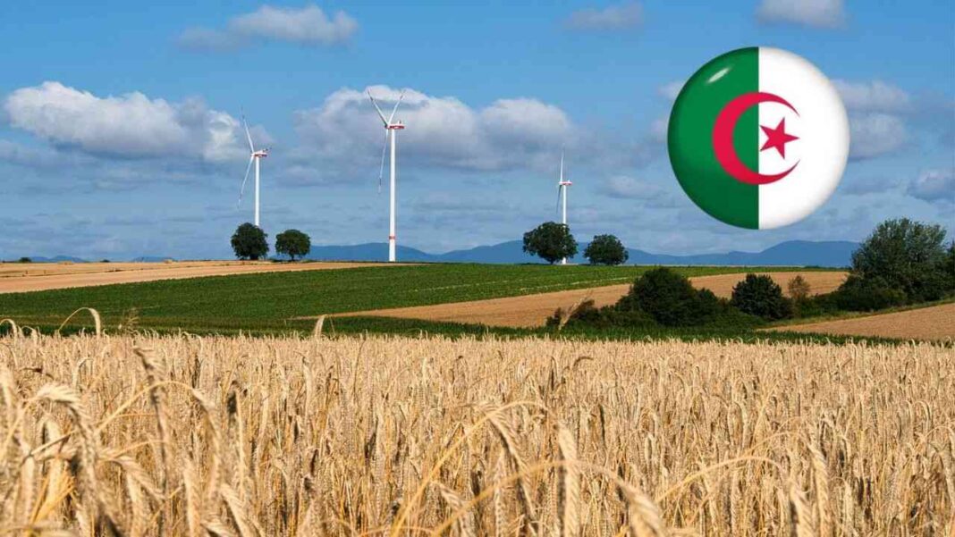 Champs agricoles en Algérie avec éoliennes et drapeau national.