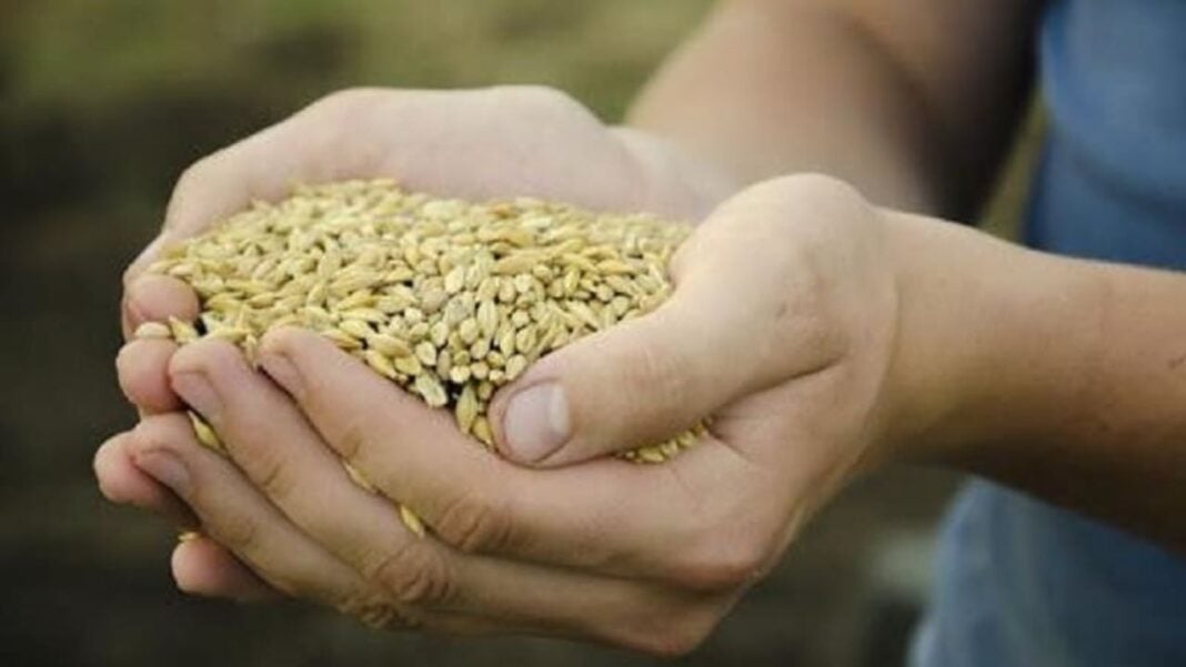 Main tenant des graines pour la sécurité alimentaire en Algérie.