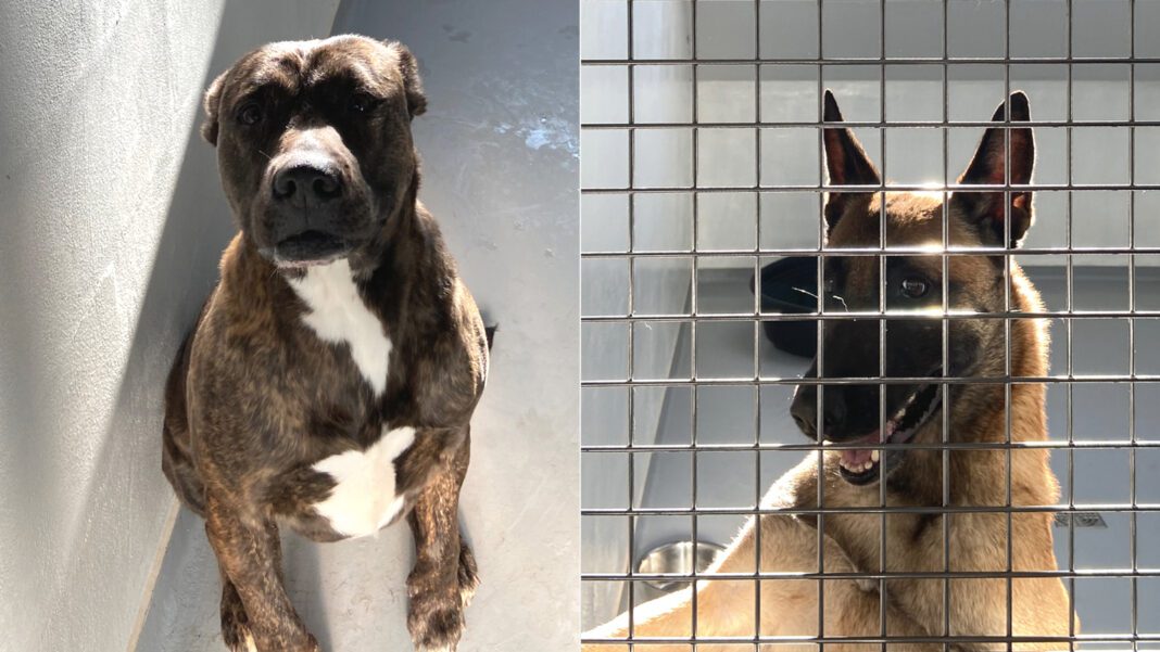 Coupe du monde des clubs : le Maroc sacrifie des chiens pour la FIFA Chiens en cage, animaux de compagnie, événement sportif, Maroc.
