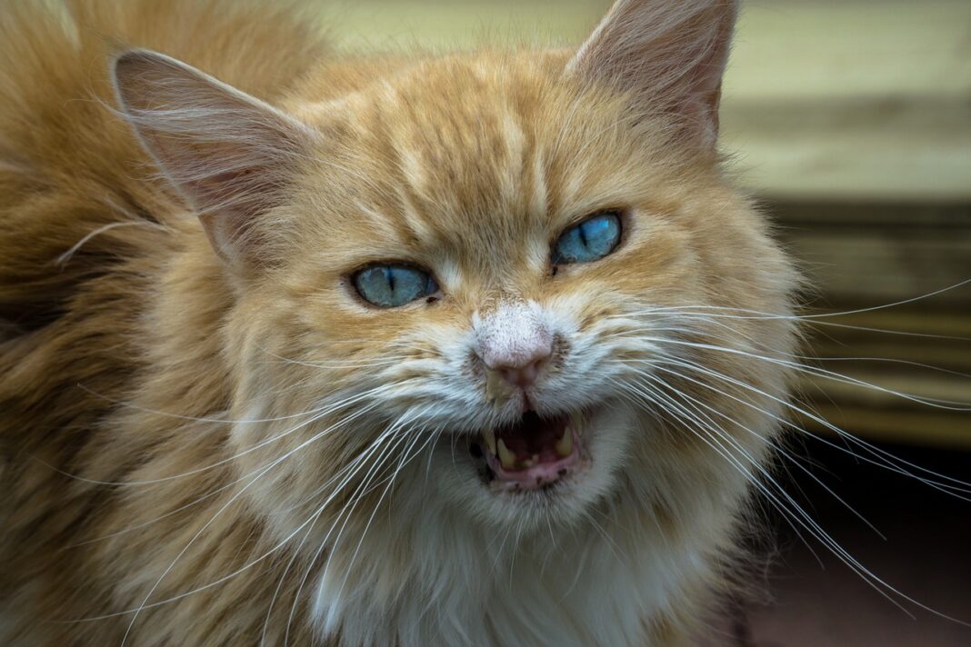 Insolite ! Un voyageur choisit comme compagnon de voyage un chat errant d’Algérie Chat errant aux yeux bleus en Algérie, compagnon insolite de voyage.