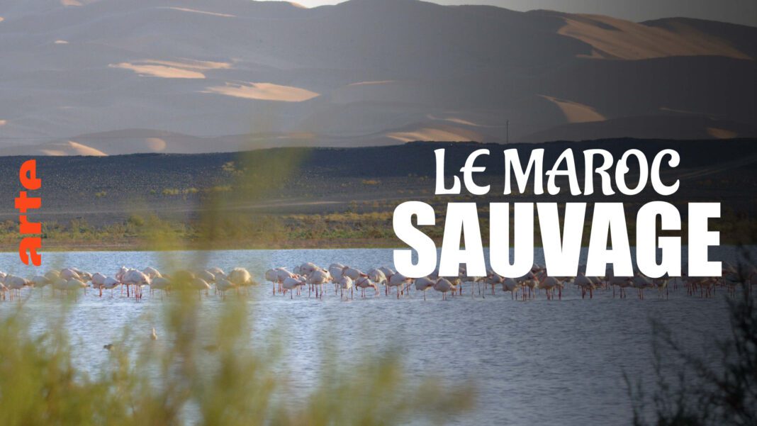 Coup de tonnerre ! Voici le documentaire de la chaîne ARTE qui enfonce le Maroc Paysage sauvage du Maroc avec des animaux près d'une rivière.