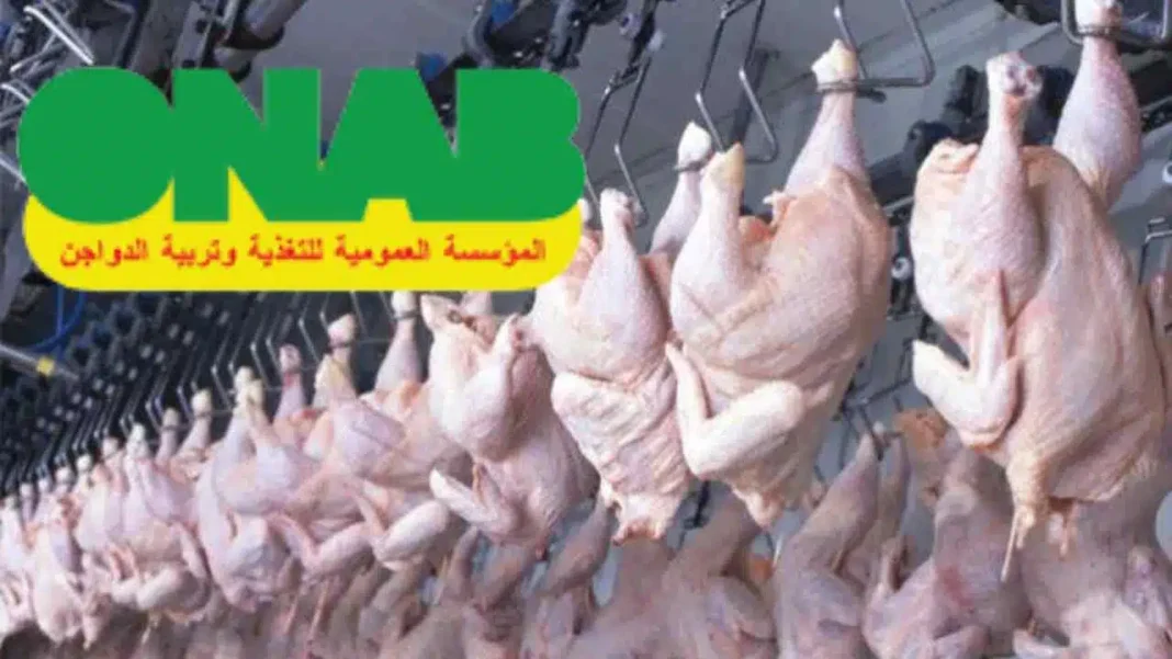 Poulets frais suspendus dans une ferme en Algérie.