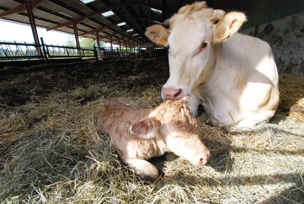 Importation de 10.000 têtes de veaux : Le premier lot attendu pour le… Vache et veau nouveau-né dans une ferme en plein air.