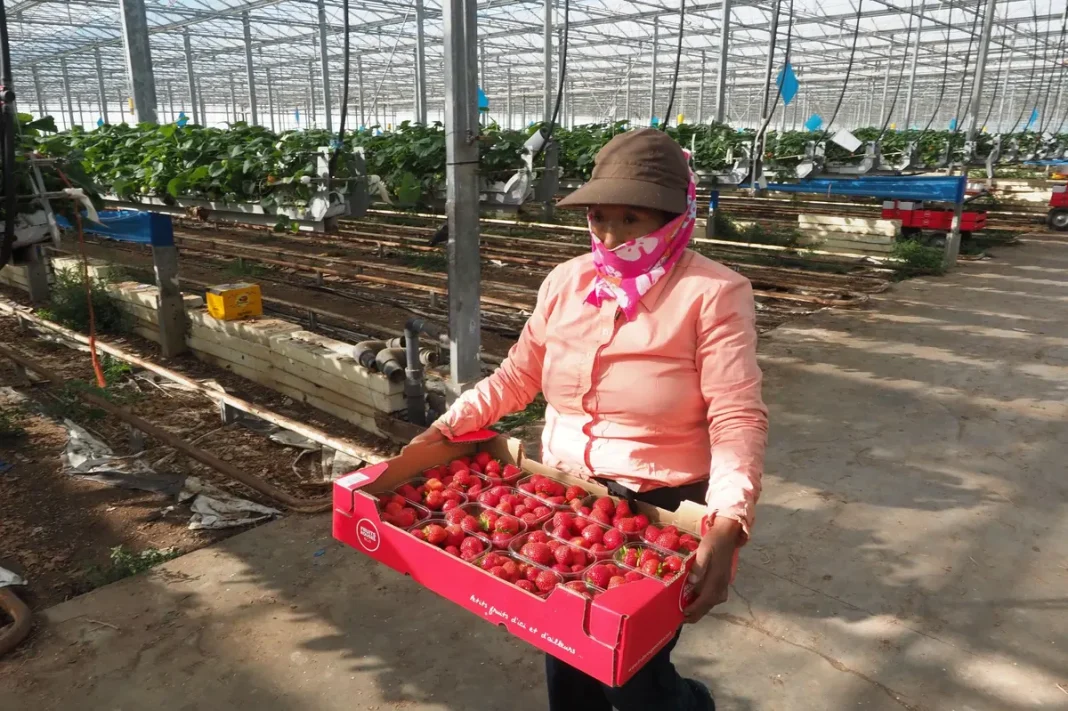 L’Europe accueille à bras ouvert les travailleurs saisonniers. Aubaine pour les Algériens Femme récoltant des fraises dans une serre en Europe.