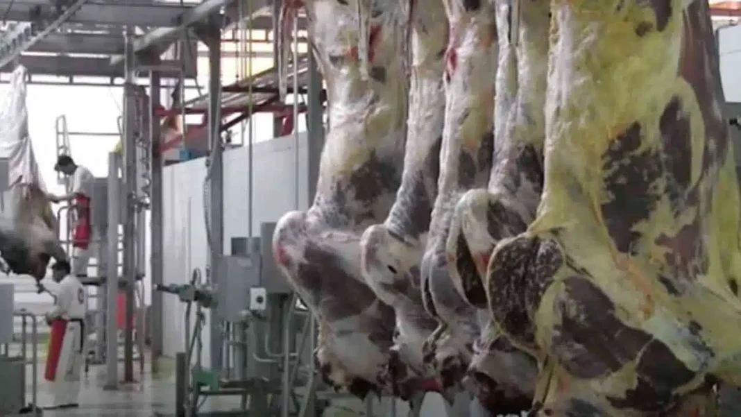 Algérie : Découvrez les prix alléchants des viandes rouges issues des veaux importés Vaches laitières dans une ferme moderne avec équipements agricoles.
